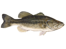 Largemouth Bass
